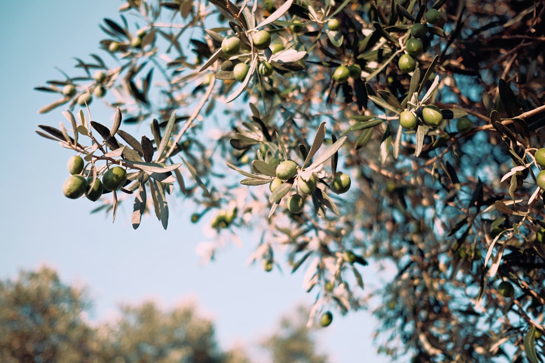 Photo Olive tree